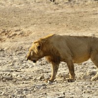 liontari