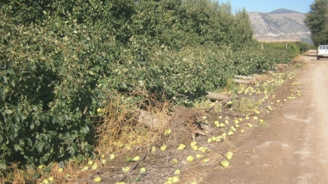 xalazi