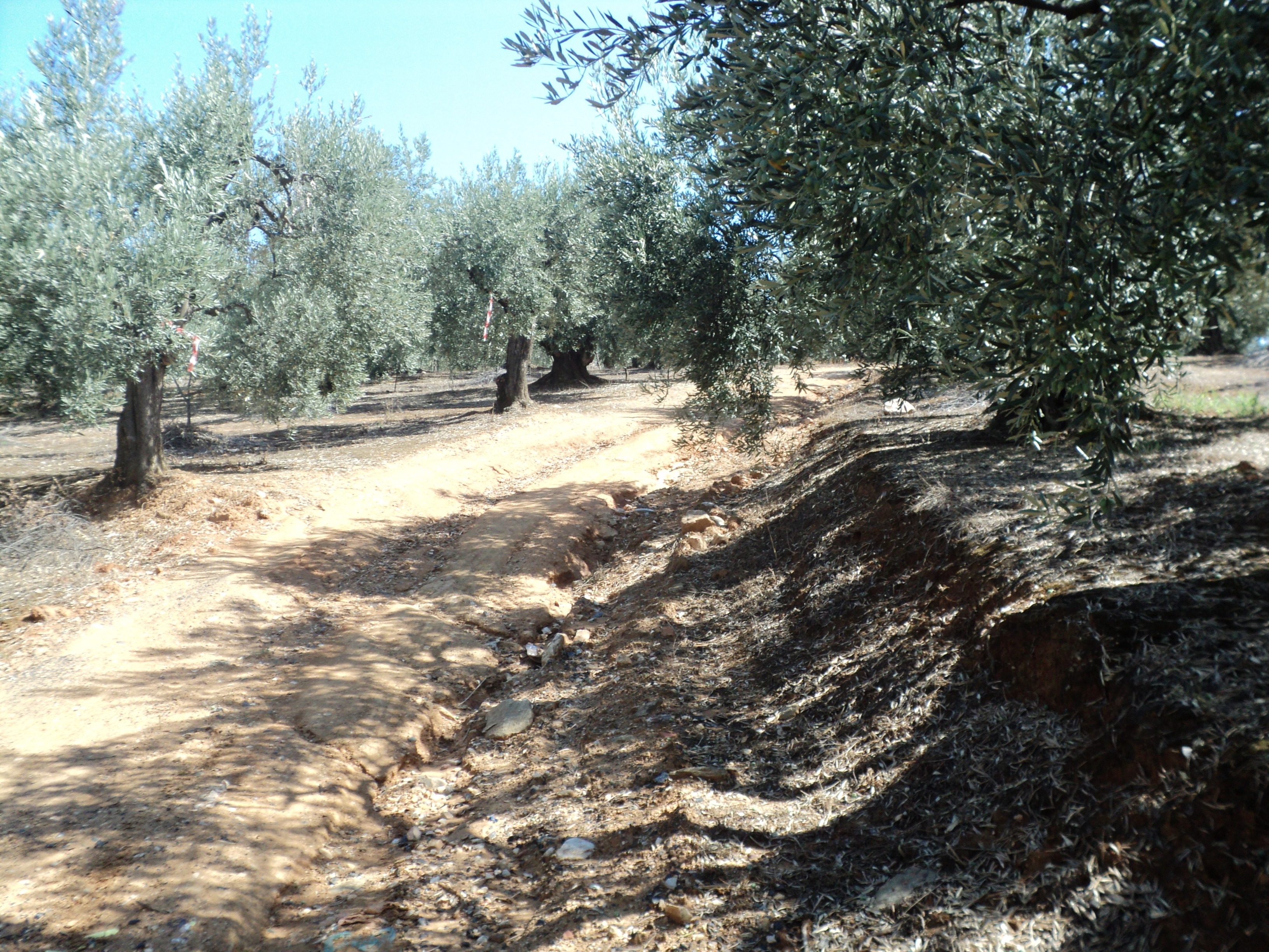 ΑΓΡΟΤΙΚΟΣ ΔΡΟΜΟΣ2