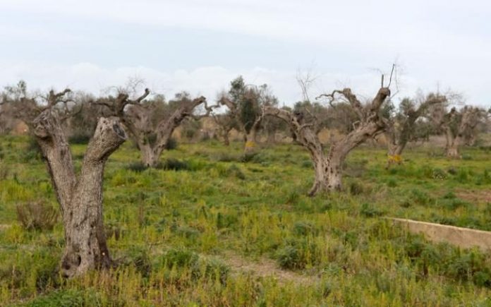olive-trees-Xylella