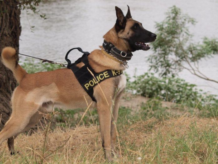 police dog