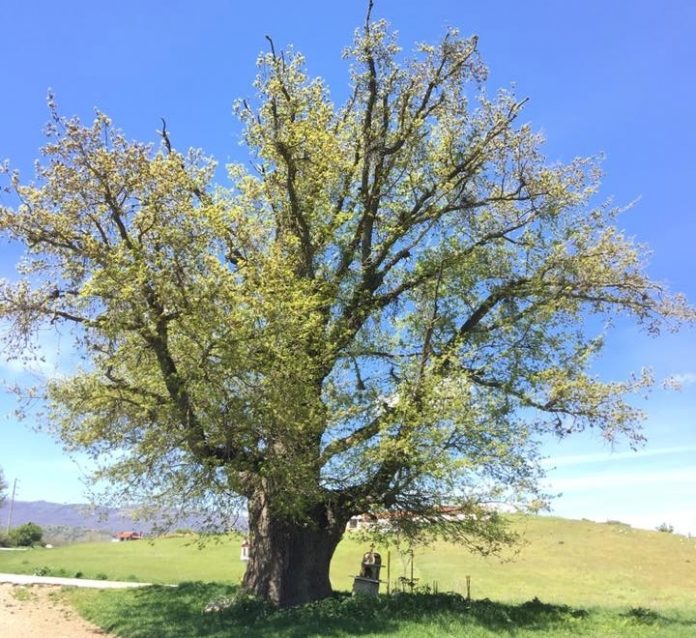 velanidia-kozani (3)-