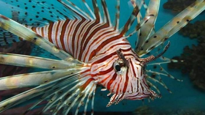 λεοντοψαρο