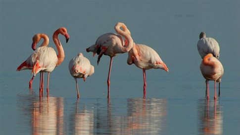 flamingko