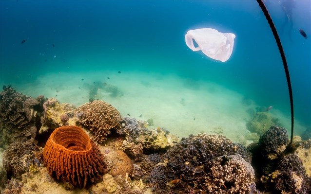 thalassia-molunsi-plastiko