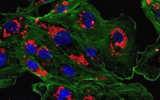 nanosomatidia-ksegeloun-to-soma-gia-na-min-aporriptei-mosxeumata
