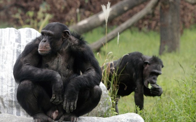 ximpatzides-kai-ouragkotagkoi-pernoun-krisi-mesis-ilikias-opos-oi-anthropoi-katadeiknuoun-ta-