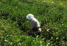 Ελληνική γεωργία: Μία στις τέσσερις εκτάσεις υπό γυναικεία διαχείριση