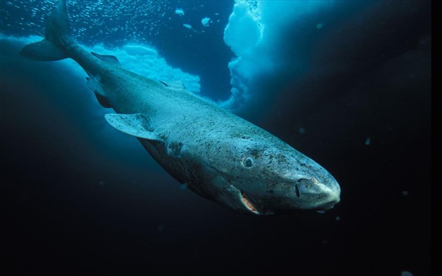 karxarias-groilandias