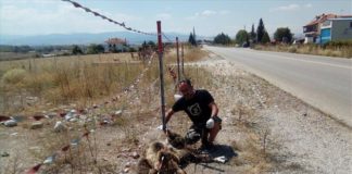 Δύο νεκρές αρκούδες στην Εγνατία Οδό