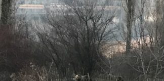 Δυο αρκουδάκια έκαναν βόλτα στην Καστοριά