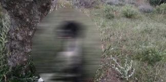 Φρίκη στην Κάρπαθο: Κρέμασαν σκύλο από ελιά