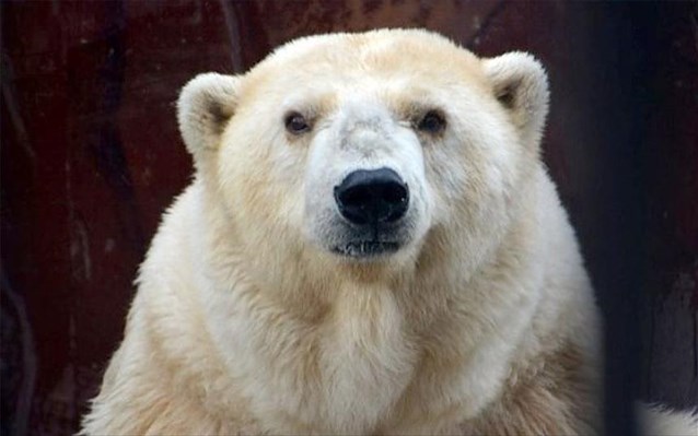 pethane-i-giraioteri-leuki-arkouda-tis-rosias