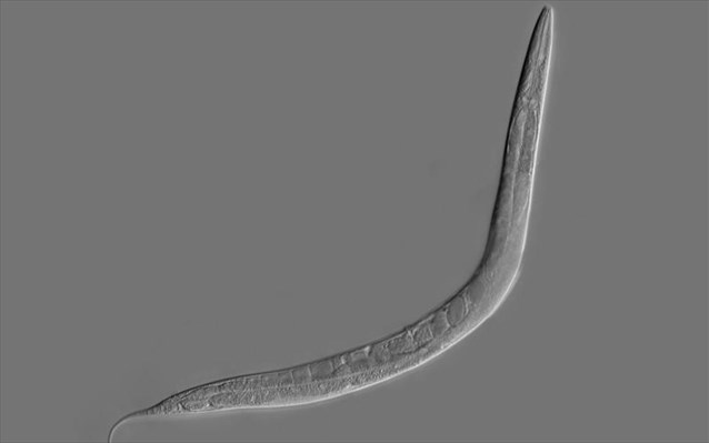 psifiopoiisi-egkefalou-skoulikiou-kai-ekpaideusi-tou-se-nea-kolpa