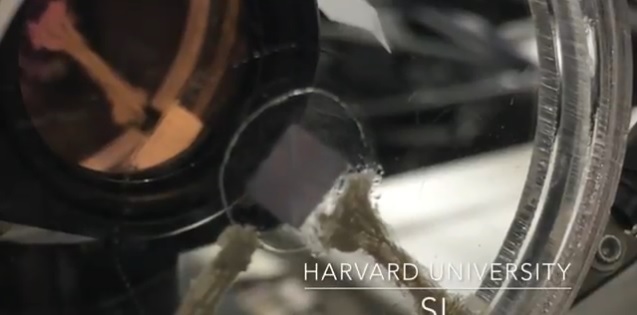 harvard