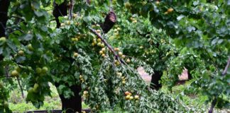 Αχαΐα – Ηλεία: Ζημιές σε καλλιέργειες λόγω της κακοκαιρίας