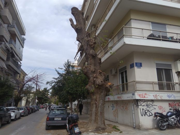 ΚΛΑΔΕΜΑ ΠΛΑΤΑΝΟΥ