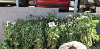 Κατάσχεση 3.700 οπιούχων φυτών