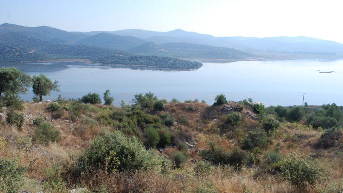 bargulia
