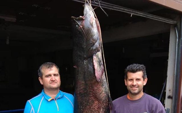 kozani-psarepsan-gouliano-84-kilon-kai-mikous-230m