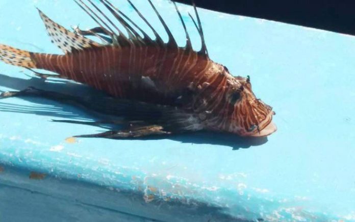 λεοντόψαρο