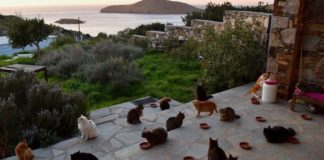 Ονειρεμένη δουλειά: 500 ευρώ το μήνα για να ταΐζεις γάτες στη Σύρο