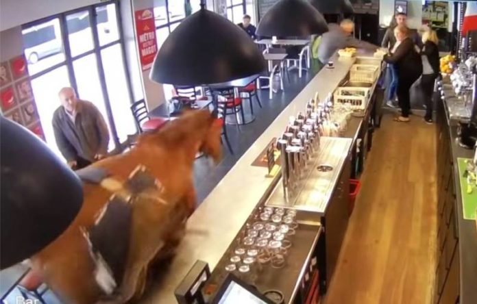 horse