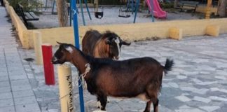 Αστυνομικοί συνέλαβαν… μία κατσίκα και έναν τράγο
