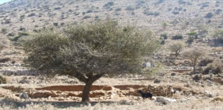 Κατσίκα ακροβάτης βολτάρει με άνεση πάνω σε μια αχλαδιά (video)