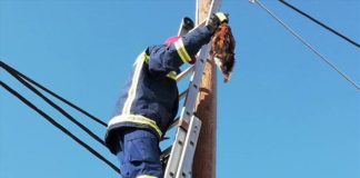 Κινητοποίηση της πυροσβεστικής λόγω… γάτας