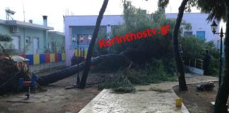 Πελώριο δέντρο ξεριζώθηκε και έπεσε στον κήπο νηπιαγωγείου