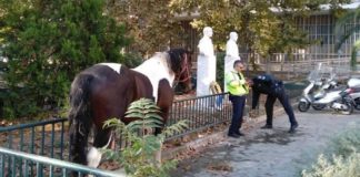 Άλογο έκανε βόλτες στο κέντρο της Θεσσαλονίκης