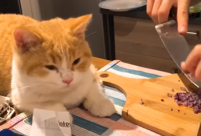 cat