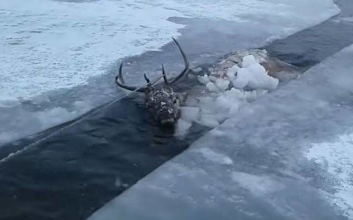 deer