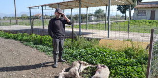 Ελάφια επιτέθηκαν σε πρόβατα στη Λήμνο