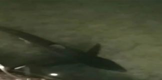 Καρχαρίας δύο μέτρων έκοβε βόλτες στο λιμάνι Λουτρακίου (video)