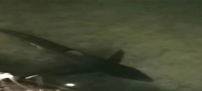 shark