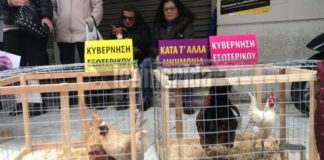 Διαμαρτυρία με… κότες και κοκόρια έξω από το υπ. Υγείας