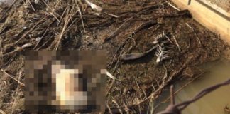 Πνίγηκαν ζώα από την κακοκαιρία στο Ηράκλειο Κρήτης