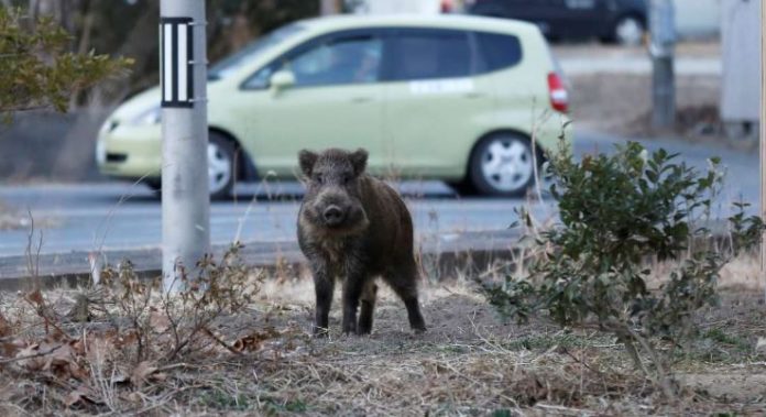 Αυτοκίνητο συγκρούστηκε με αγριογούρουνο στις Αλυκές Μαγνησίας!