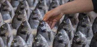 Κατάσχεσαν ληγμένα κατεψυγμένα ψάρια 2.144 κιλών