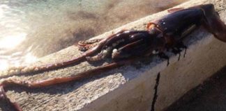 Ψαράδες έπιασαν καλαμάρι 10 κιλών