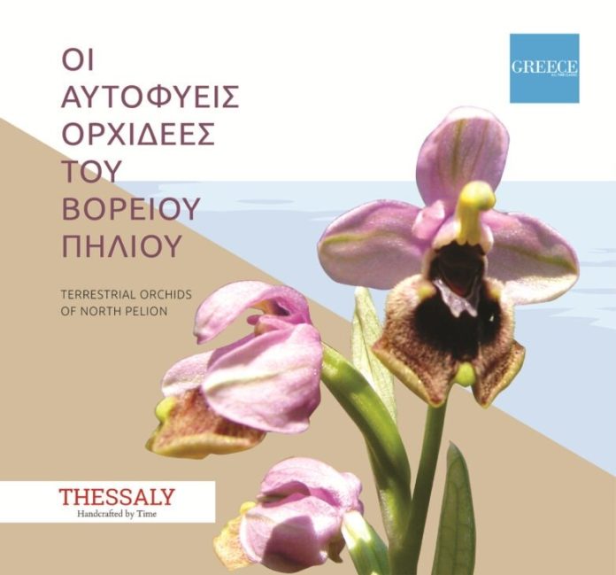 orhidea-782x729