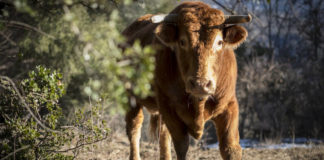 Τραγωδία στην Κόρινθο: Αφηνιασμένος ταύρος σκότωσε έναν 71χρονο και τραυμάτισε αστυνομικό