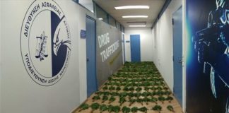 Εξάρθρωση μεγάλου κυκλώματος κάνναβης, με έσοδα έξι εκατ. ευρώ