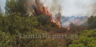Υπό έλεγχο η φωτιά στο Μαρτίνο Φθιώτιδας