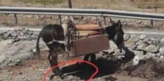 Καταγγελία για κακοποιημένο γαϊδουράκι -Με δεμένα πόδια, φορτωμένο μέρα-νύχτα
