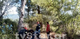 Κορμός ευκαλύπτου καταπλάκωσε 60χρονη