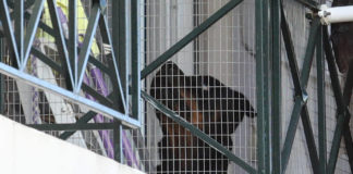 Τα δραματικά λεπτά της επίθεσης του ροτβάιλερ στο βρέφος