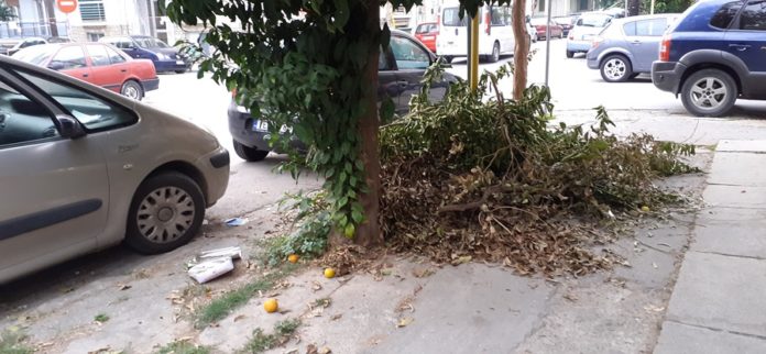 Poli parapono 1
